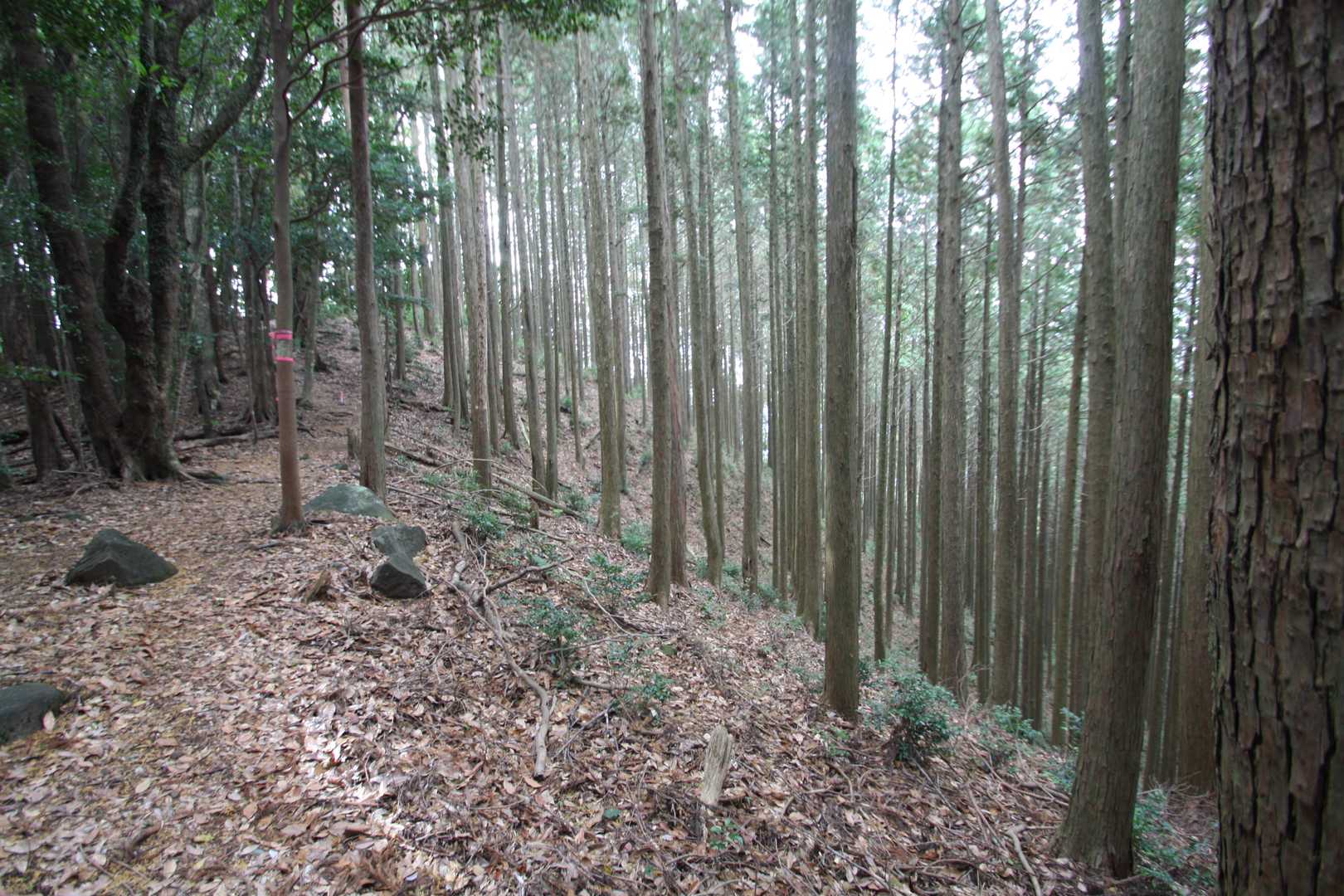 右半分は杉山