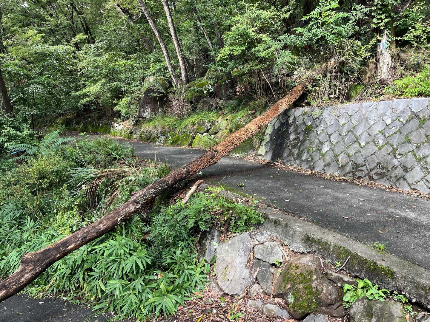 湯村山登山口-湯村山 往復コースの写真