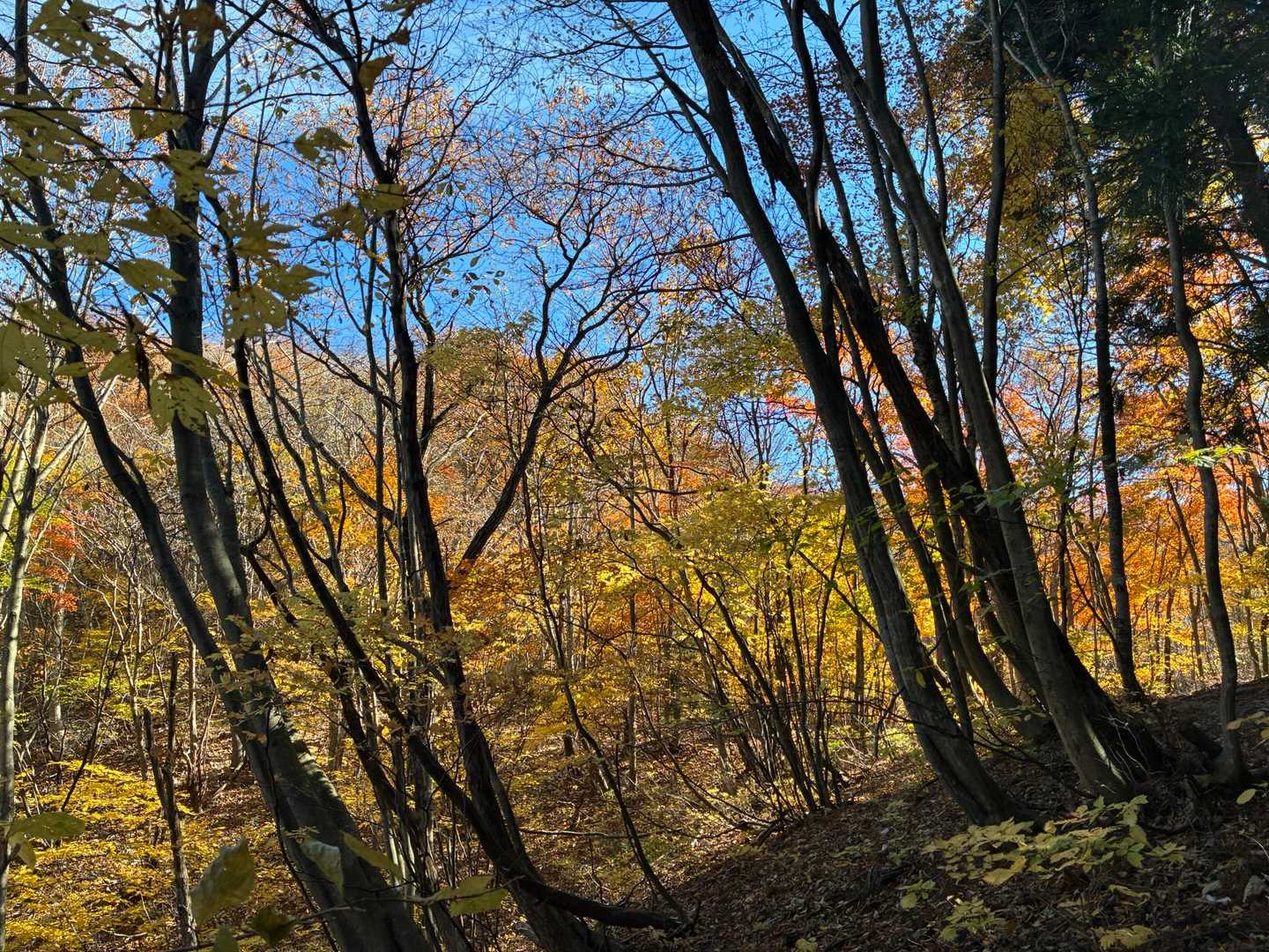 なんたって紅葉🍁が素晴らしい😍