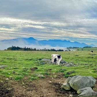牛さん🐄と八ヶ岳と富士山