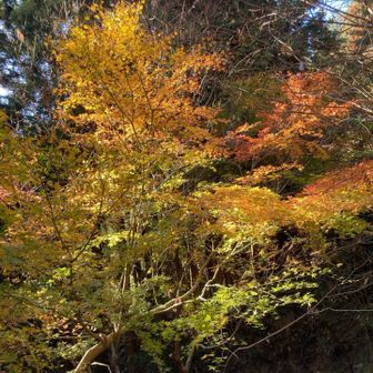 陽射しが当たって、きれい🤩