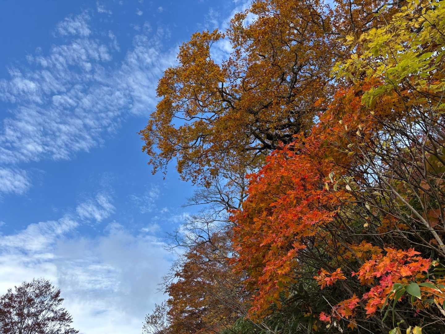 三ツ石山往復 | 山肌が真っ赤に染まる奇跡の全山紅葉、岩手山を望むパノラマ特等席の写真