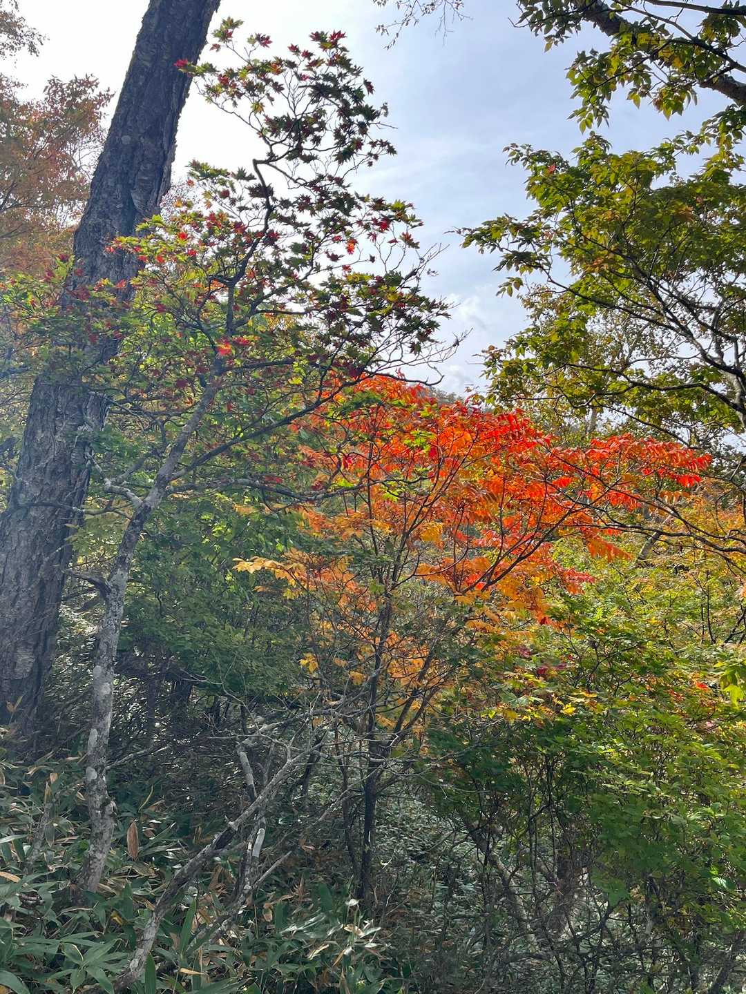 北尾根登山口-風不死岳 往復コースの写真