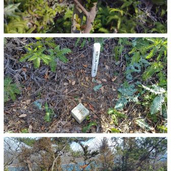 は〜い❤
2025/2/13にランドマーク認定✨️
尊王山⛰️山頂✨️

私達が道を整備して、ランドマーク認定させた『スーミーマーキュリーの汗💦と涙💧と努力💪の結晶✨️』と、思い出の有るお山⛰️😁

只、最近、整備に来てないので、シダ🌿が、増幅中みたい…😅
ちょっと、山頂だけ、少しシダ🌿刈り😊
