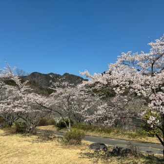 赤川ダム近辺の桜がほぼ満開です。