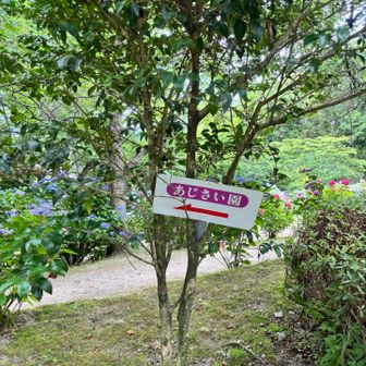 下山後
天拝公園の奥へ進むと…
あじさい園