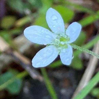 オオヤマフスマ（大山衾）
花言葉「いたわり」