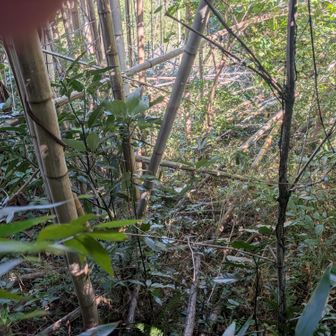 薮に加えて倒竹まで。足元にはステップがあるのでこれでも登山道です