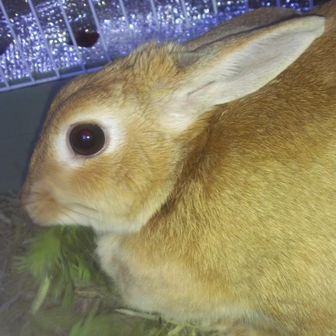 ユウキ・ロビン