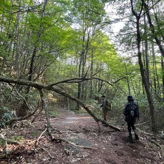 治部坂浪合パークに6時集合🚙
まずは大川入山へGO
花師匠は前泊です

派手な倒木はここだけ
ずっと整備された道でした🙏