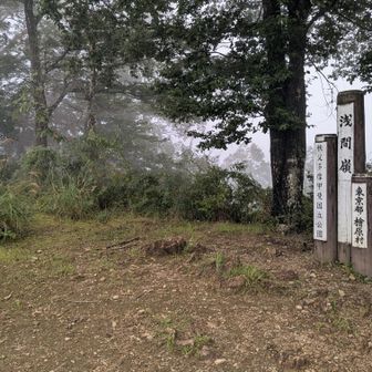 クマ蜂の蜜採集の音が。