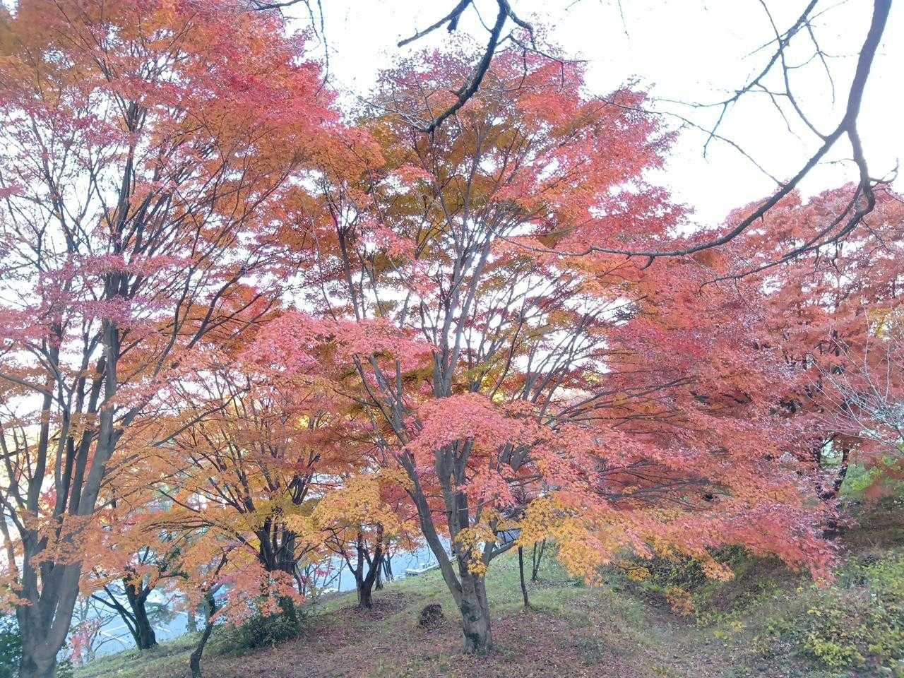 水沢観音の紅葉