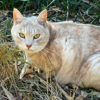 べっぴんさんですね🐈⸒⸒⸒⸒