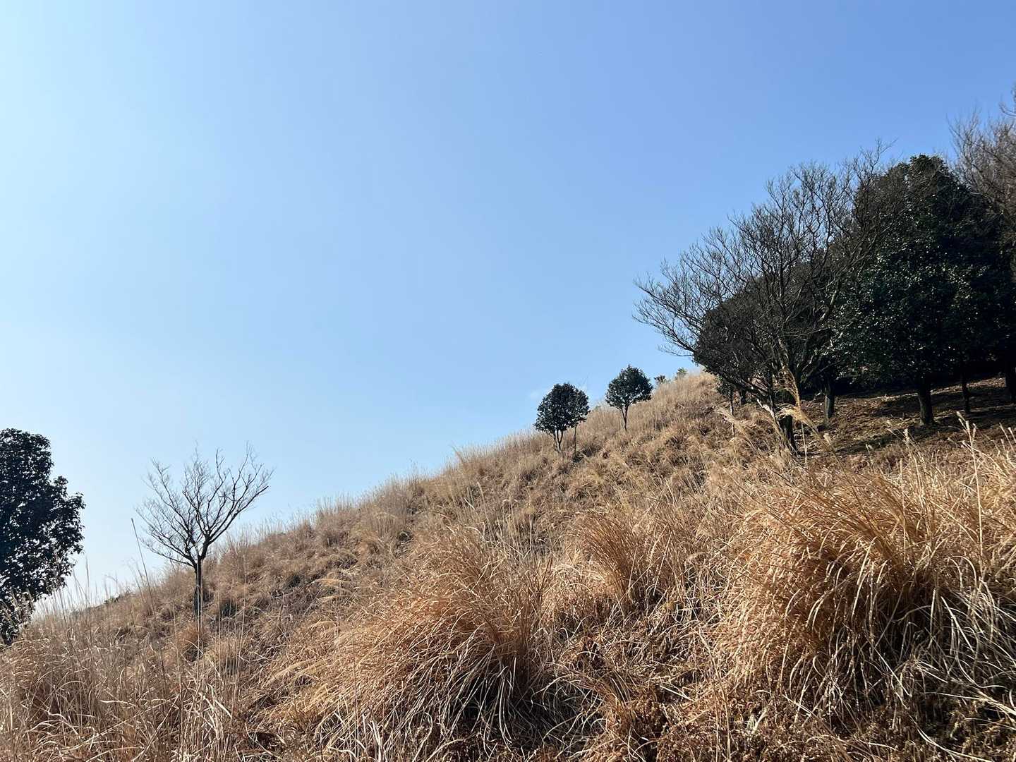 椿の木がポツンポツン🌲🌲
かわいい💕
