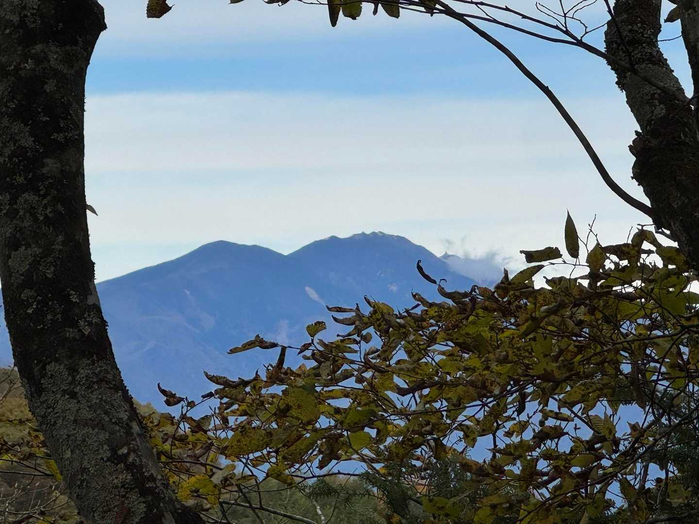鳳凰チラリ🐦‍🔥