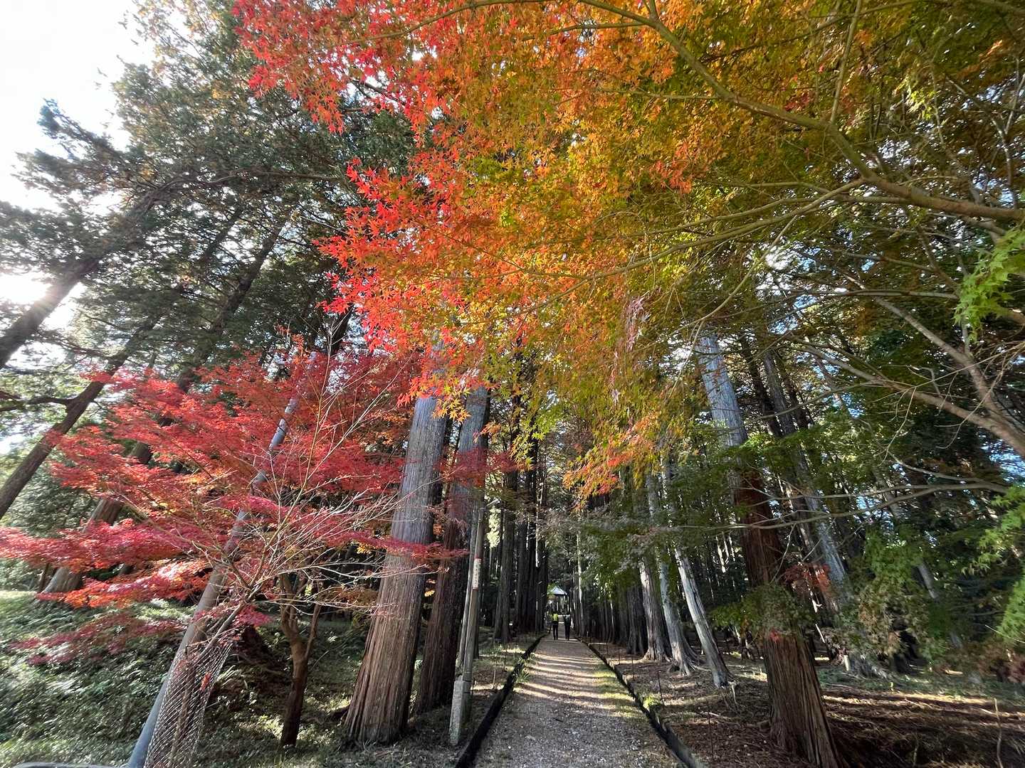 🍁コントラスト👍
