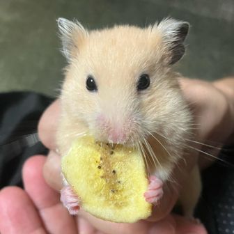 おしの