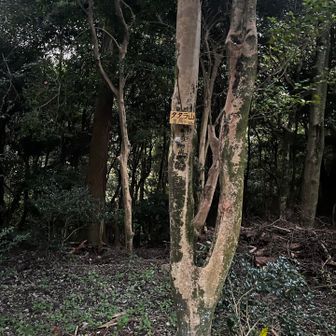 タタラ山到着です