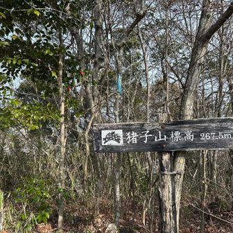 すぐに猪子山山頂⛰️