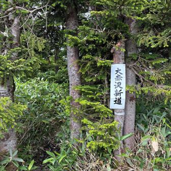 こっちへも続くんだ...