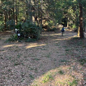 小仏城山から小仏峠まで緑の絨毯でした