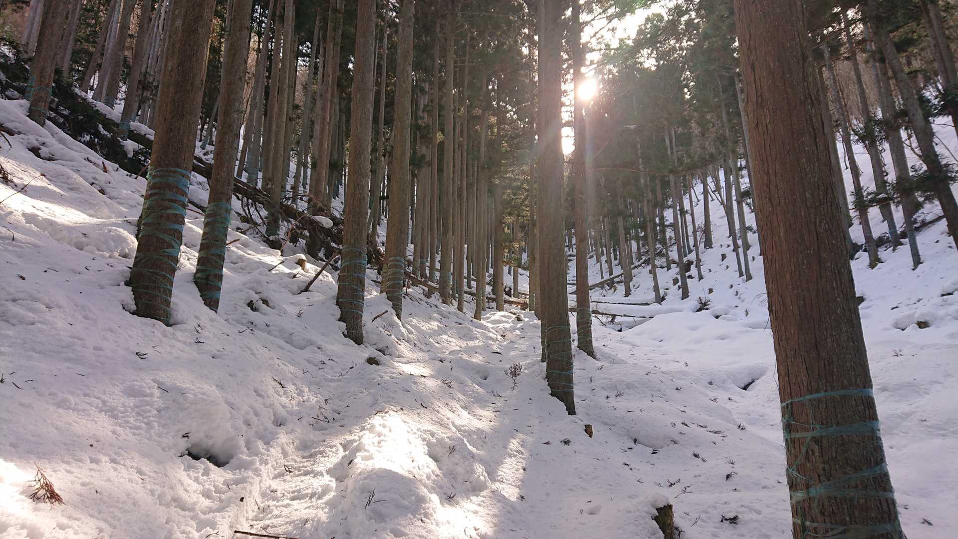 アラキ峠-権現山 往復コースの写真
