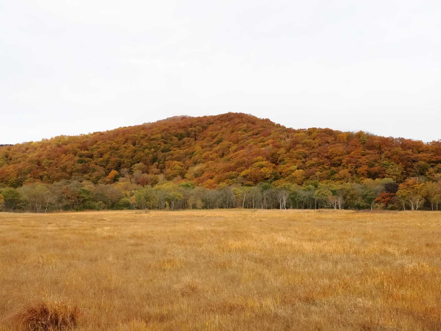 尾瀬沼-長英新道分岐-沼尻休憩所-鳩待峠 縦走コースの写真