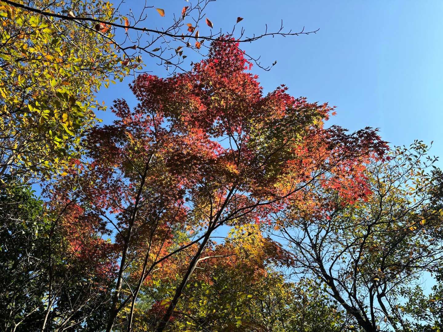 きれいな紅葉見つけた
