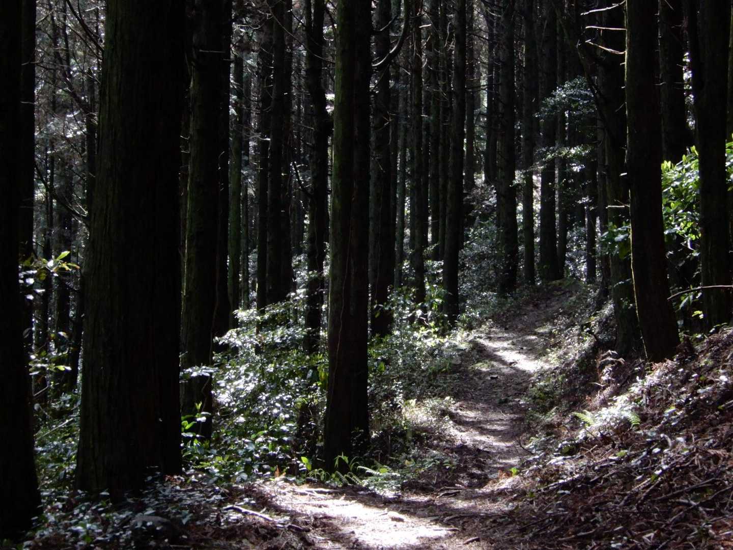 再び、嘉納山線歩道を辿る