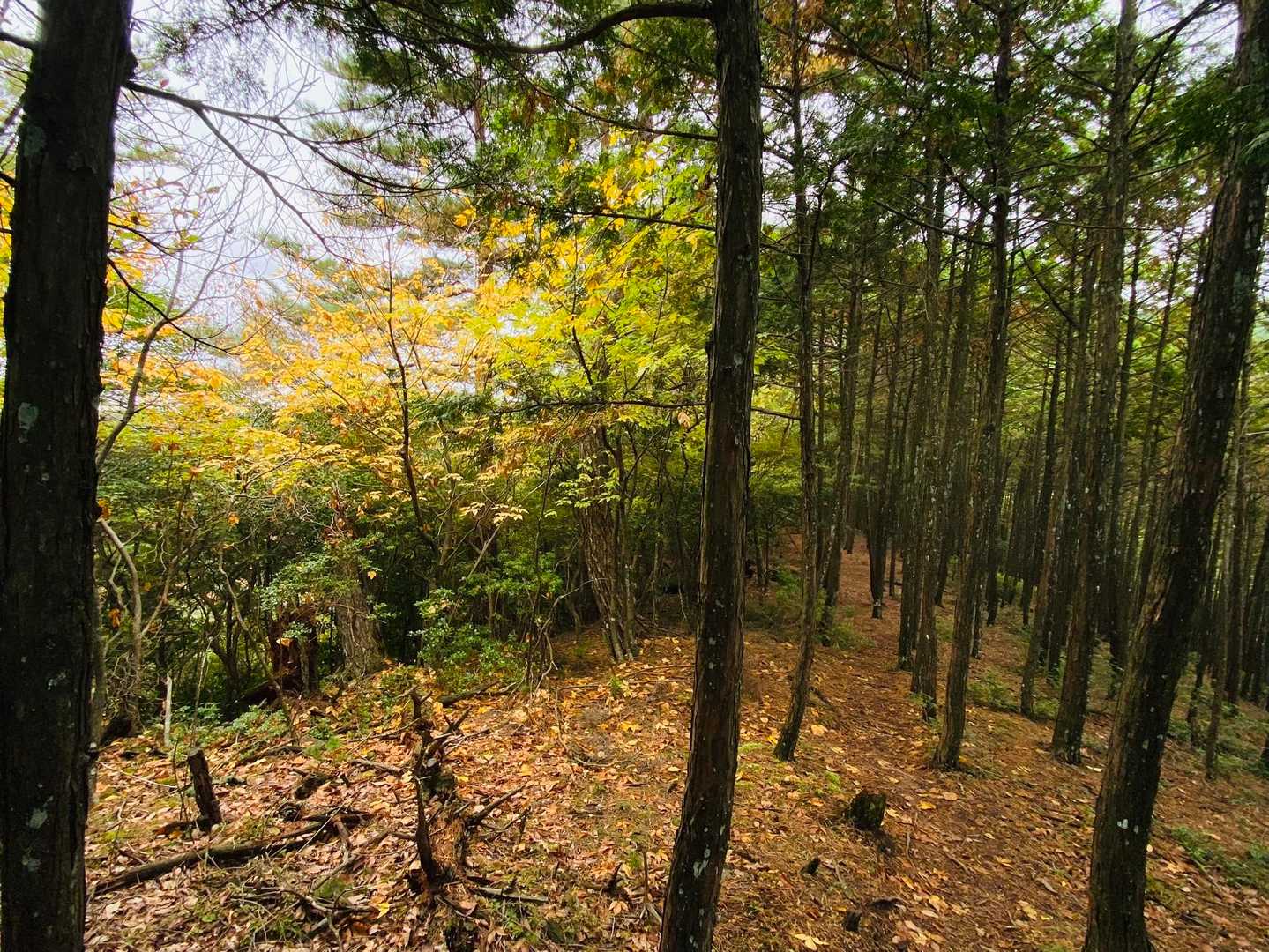 紅葉🍁⠜した木が輝いてる✨️