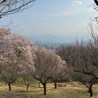 梅園からの武甲山！
