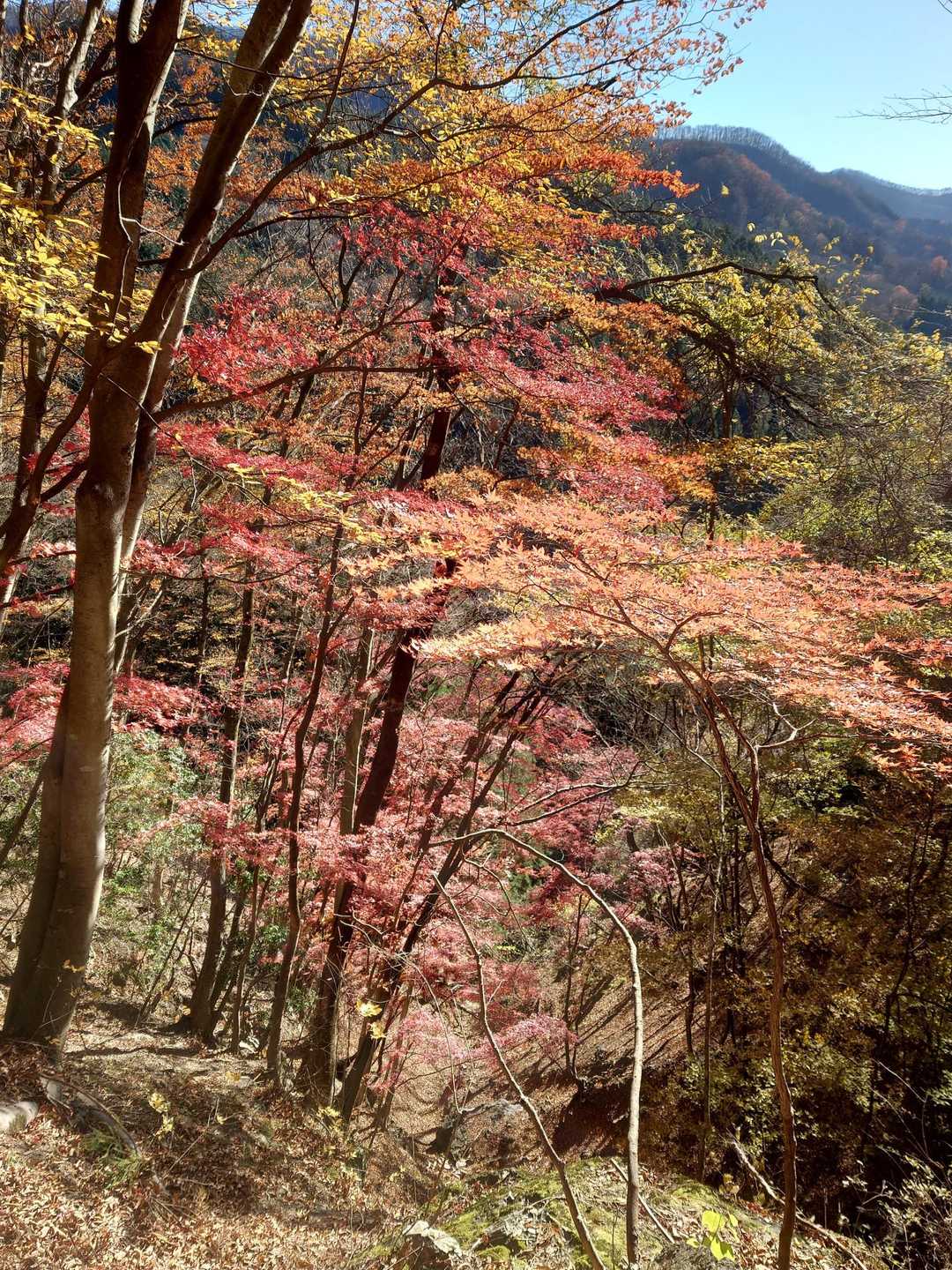 桧沢岳登山口-桧沢岳 周回コースの写真