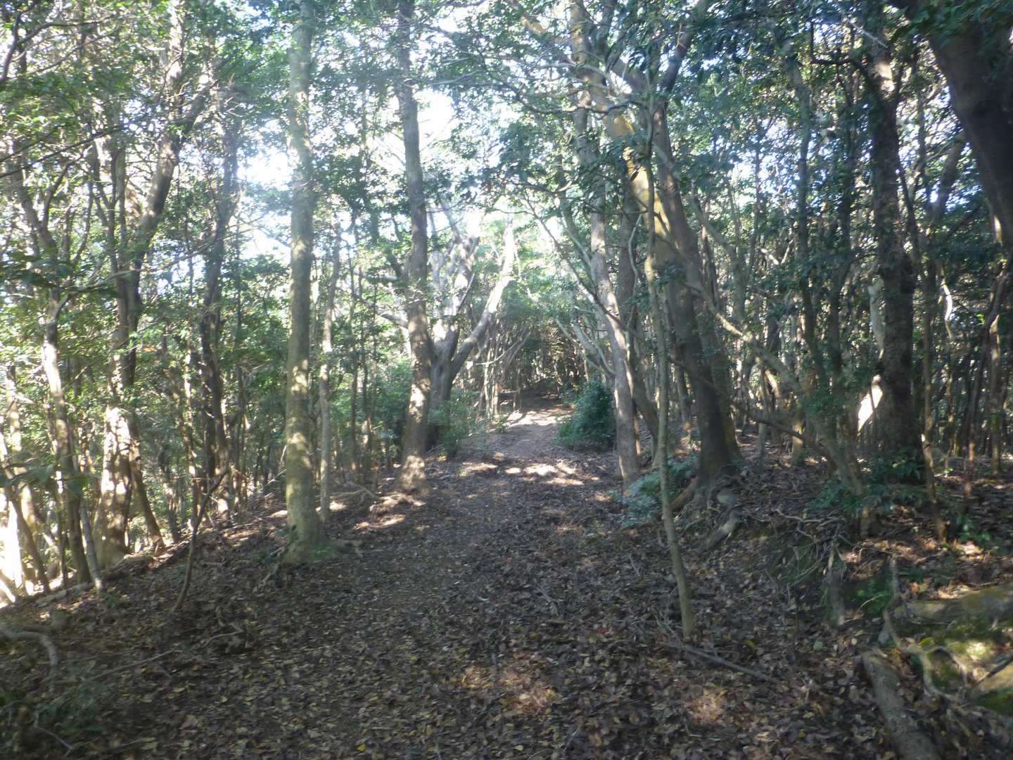茶臼山 往復コースの写真