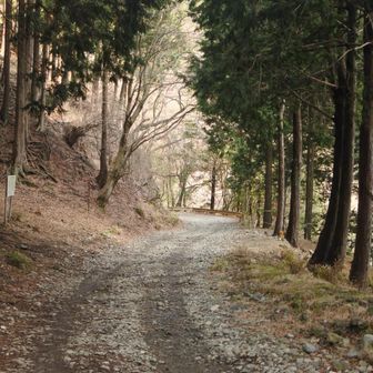 政次郎尾根下ると戸沢林道へ。
作治小屋過ぎたら大倉手前までずっとこんな感じです