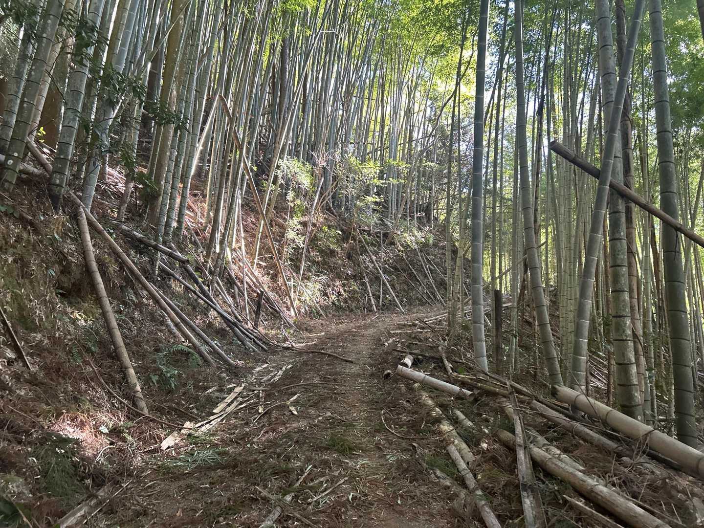 杉尾山 往復コースの写真
