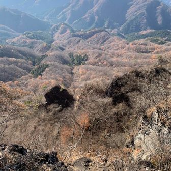 落葉した木々も､もこもこして不思議な風景🤗
