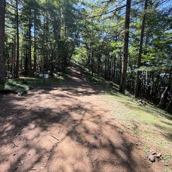 風がなく暑く感じる石尾根を歩き、やっとブナ坂分岐まできた。ここからは巻道を通り帰ります。