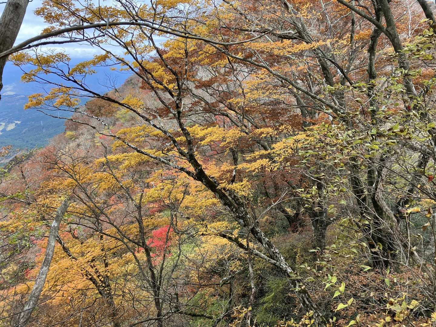 今年の紅葉、ほんときれい✨