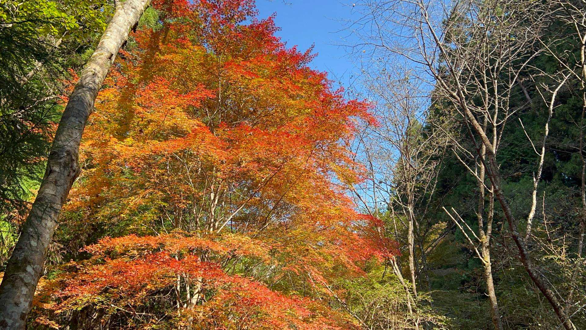 滝尻王子-不寝王子-剣ノ山-高原熊野神社-大門王子-十丈峠 縦走コースの写真