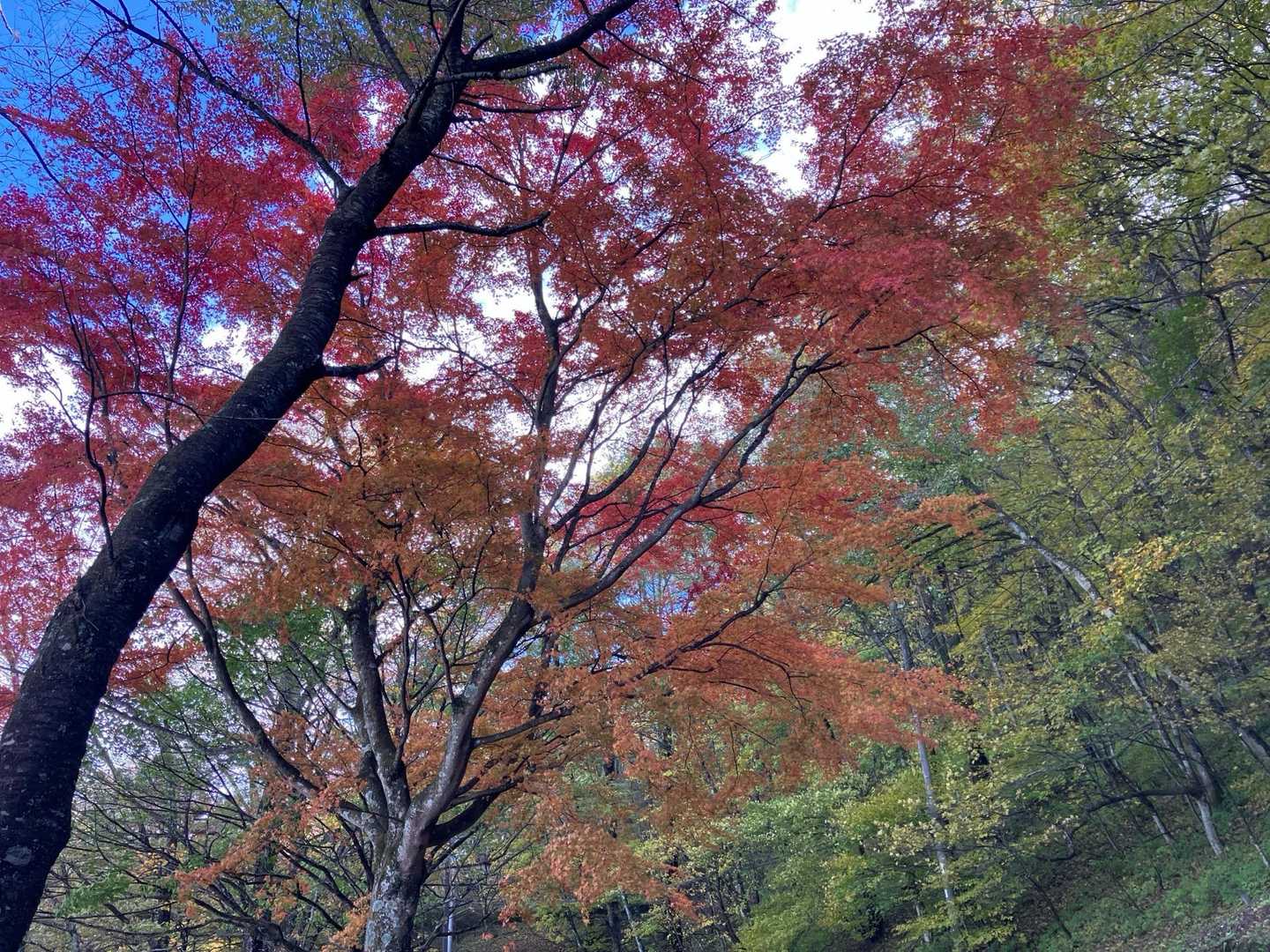 紅葉を見つつ帰る