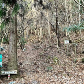 車道を少し行くと、松尾山と白髪岳の分かれ道が。今回は白髪岳を先に登るコースをチョイス。林道をしばらく行くと登山口がある。画像からも察しがつくかもですが、いきなり急勾配💪