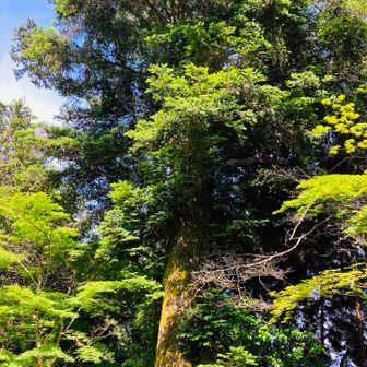 こちらも亀岡の名木
金輪寺のモミの木　だそうです