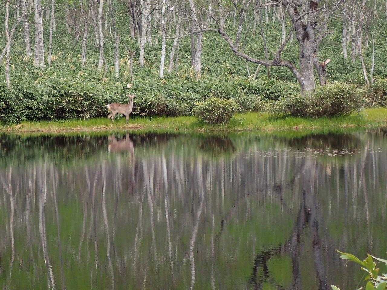 水辺にいたエゾシカ。
