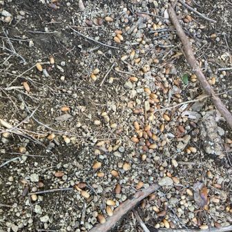 どんぐりいっぱい落ちてます🌰