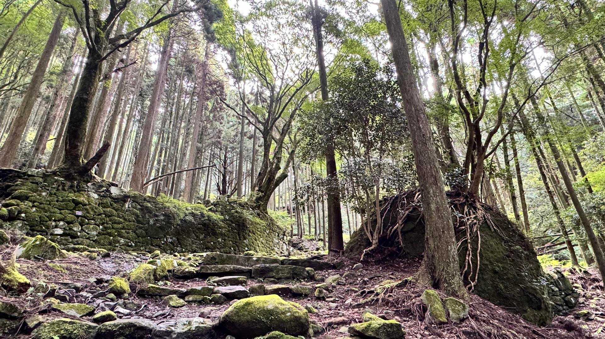 別所登山口-奉幣殿-鬼杉 往復コースの写真
