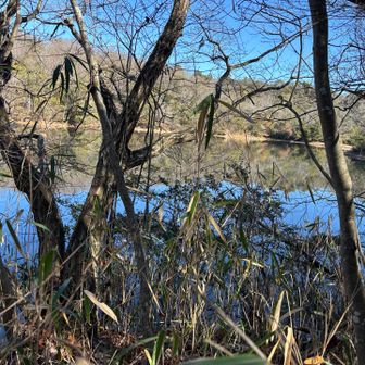 静か池
木🪾で よく見えないけど
山が湖面に写ってていいね👍