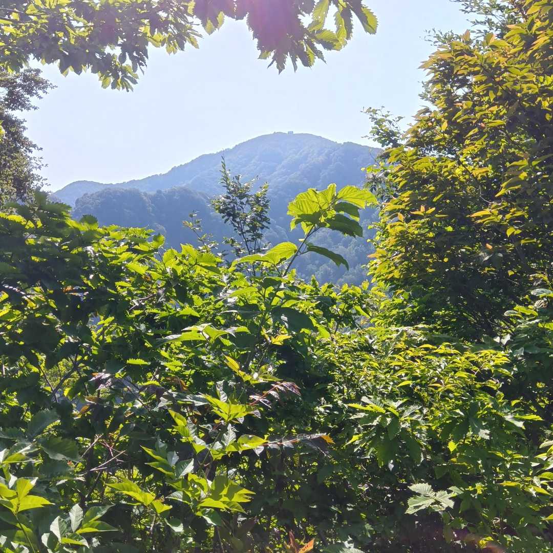 米山（大平駐車場）＜大平コース＞の写真