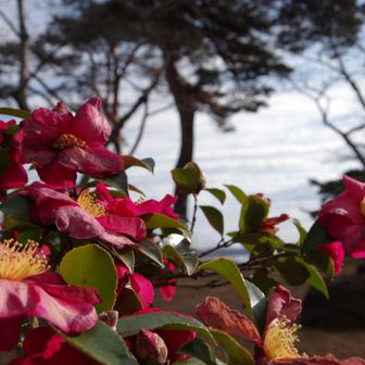 鮮やかに 咲き誇ってた 🌺
