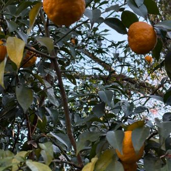 ゆずがなってました✨🦌🚗🤩