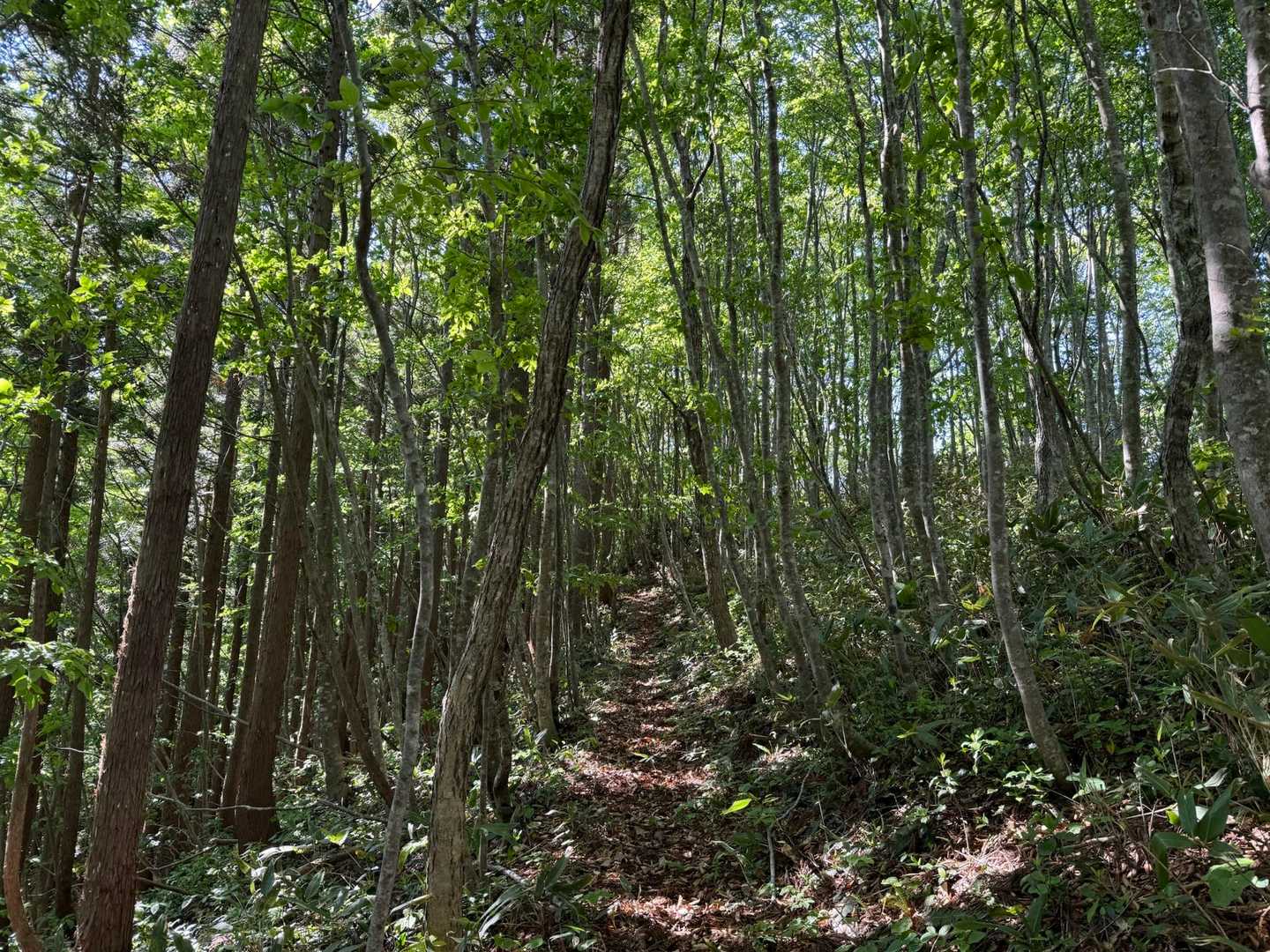 下山路も歩きやすい
